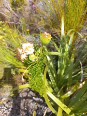 Euryops abrotanifolius