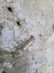 Alpheidae