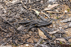Perga affinis