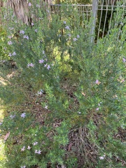 Westringia fruticosa