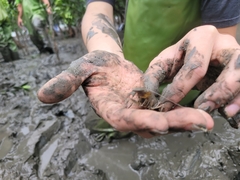 Alpheidae