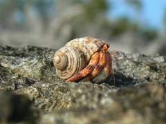 Coenobita perlatus