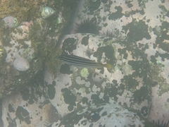 Atypichthys strigatus