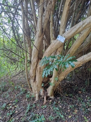 Cordia caffra