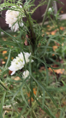 Scabiosa ochroleuca