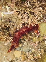 Plocamopherus imperialis