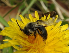 Andrena
