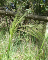 Austrostipa rudis