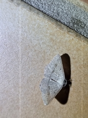 Isturgia penthearia