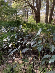 Colocasia