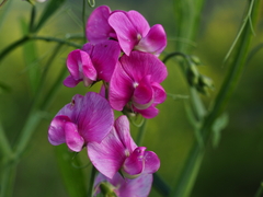 Lathyrus latifolius