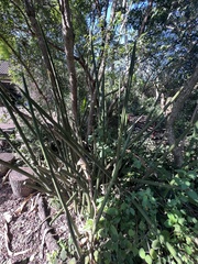 Sansevieria cylindrica