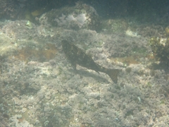 Aplodactylus lophodon