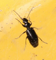 Microlestes