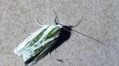 Earias huegeliana