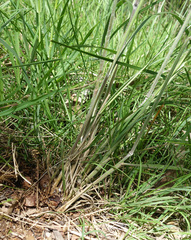 Austrostipa rudis