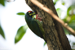 Psilopogon haemacephalus indicus