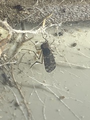 Sylvicola neozelandicus