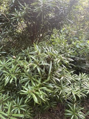 Podocarpus latifolius