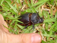 Oryctes rhinoceros