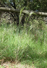 Austrostipa rudis