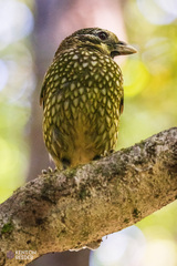 Ailuroedus maculosus