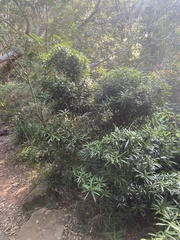 Podocarpus latifolius
