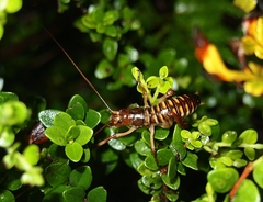 Hemideina crassidens