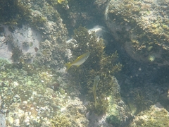 Schuettea scalaripinnis