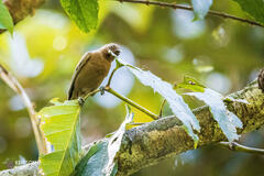 Myzomela obscura
