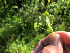 Hydrocotyle acutiloba
