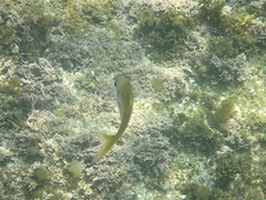 Schuettea scalaripinnis