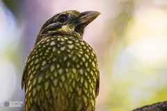 Ailuroedus maculosus