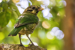 Ailuroedus maculosus