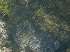 Schuettea scalaripinnis