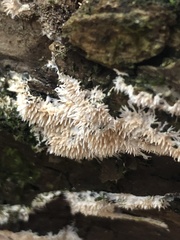 Radulomyces