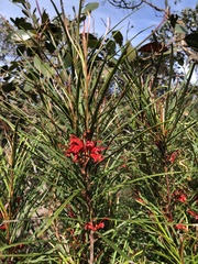 Grevillea dimorpha