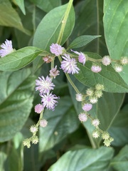 Cyrtocymura scorpioides