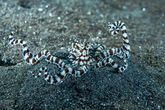 Thaumoctopus mimicus