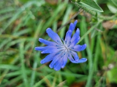 Cichorium intybus