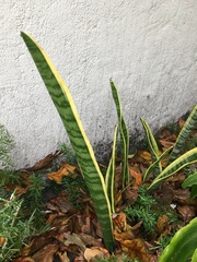 Sansevieria