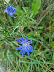 Cichorium intybus