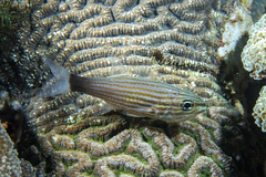 Cheilodipterus artus