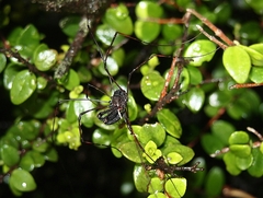 Forsteropsalis inconstans