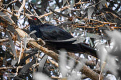 Eudynamys orientalis