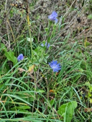 Cichorium intybus