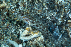 Ctenogobiops crocineus