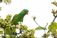 Trichoglossus chlorolepidotus