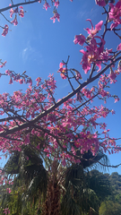 Ceiba speciosa