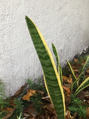 Sansevieria